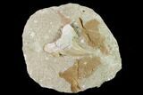 Otodus Shark Tooth Fossil in Rock - Eocene #135839-1